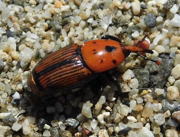 Rhynchophorus ferrugineus